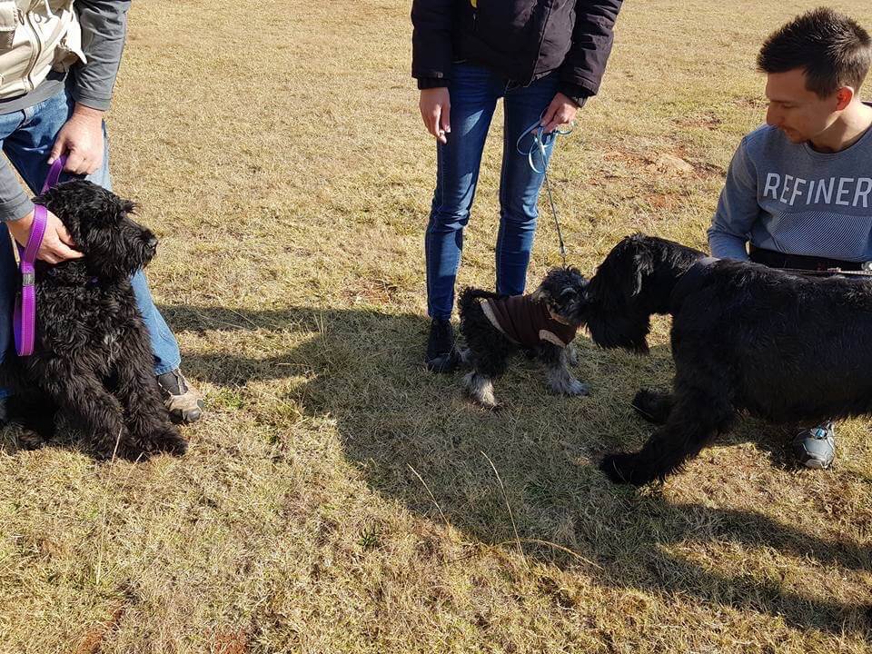 Puppy Training Alberton