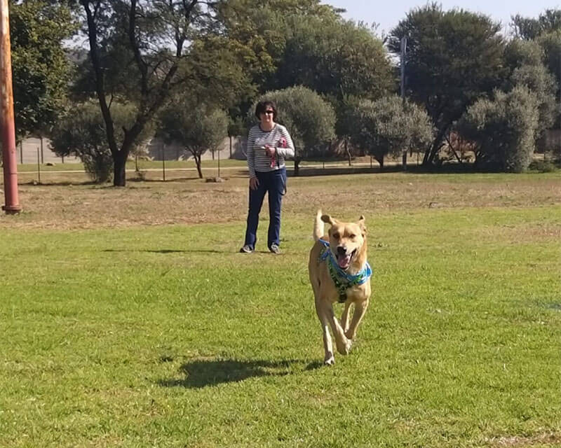 Dog Training Meredale