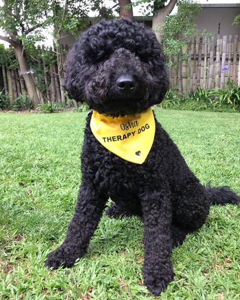 Therapy Dog Training Parkview