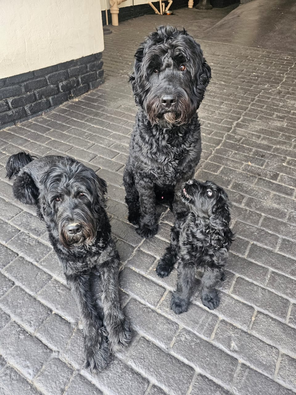 Puppy Obedience Training