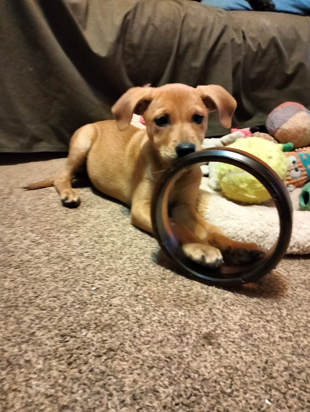 Puppy Training Classes